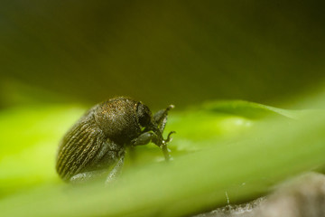 bug on a leaf
