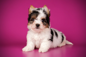 Biewer Yorkshire Terrier on colored backgrounds