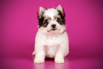 Biewer Yorkshire Terrier on colored backgrounds