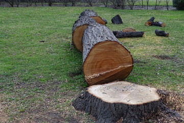 tree cut in pieces, tree trunk lies on ground