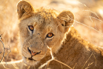 Lion pride with sub adults © Darrel