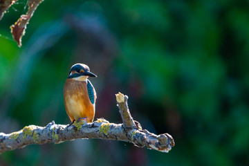Common European Kingfisher or Alcedo atthis perched on a stick above the river and hunting for fish