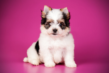 Biewer Yorkshire Terrier on colored backgrounds