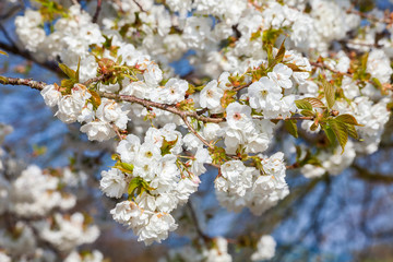 White cherry blossom flowers shrub on a tree in springtime