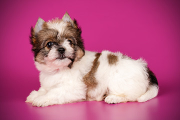 Biewer Yorkshire Terrier on colored backgrounds