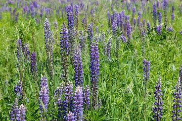 A field of lavender flowers