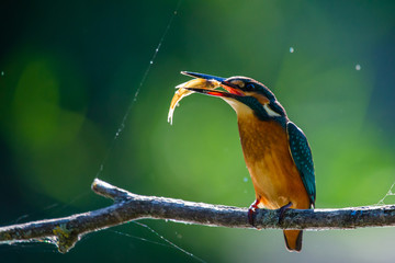 Kingfisher or Alcedo atthis perches with prey on branch