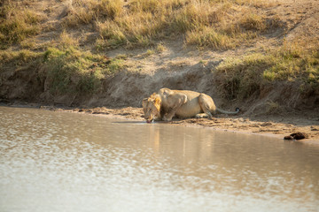 Lion pride with sub adults