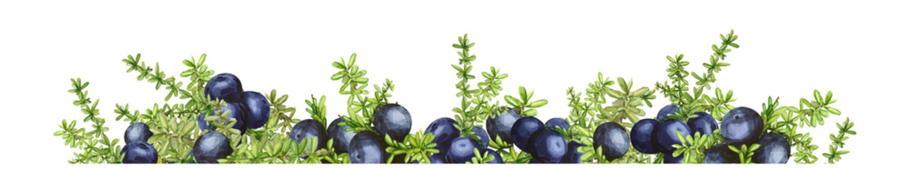 Border frame with black forest northern berries of the crowberry, painted in watercolor. Ideal for wedding invitations, cards, logos