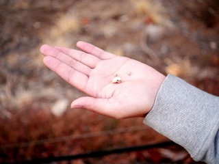 小さなカタツムリ