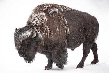 The Buffalo