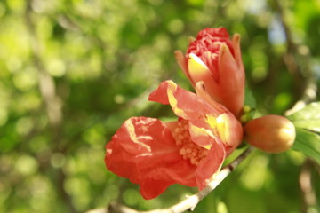 Obraz na płótnie Canvas Flower of Pomegranate (Punica granatum).