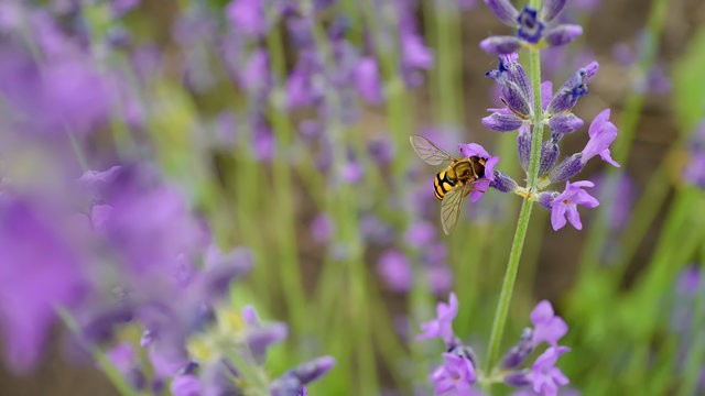 Sericomyia silentis insect in lavender flowe