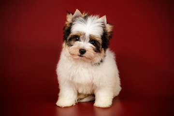 Biewer Yorkshire Terrier on colored backgrounds