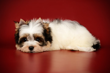 Biewer Yorkshire Terrier on colored backgrounds