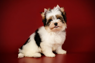 Biewer Yorkshire Terrier on colored backgrounds