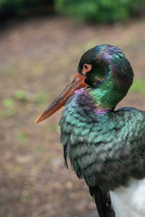 Close up of Black stork (Ciconia nigra).Wildlife animal