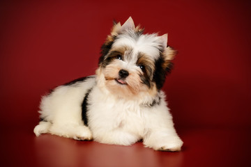 Biewer Yorkshire Terrier on colored backgrounds