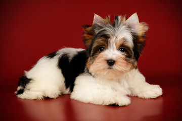 Biewer Yorkshire Terrier on colored backgrounds