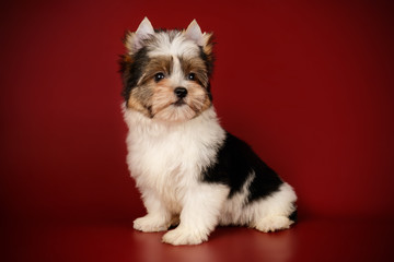 Biewer Yorkshire Terrier on colored backgrounds