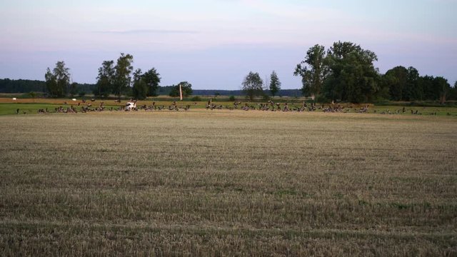 Ducks flying away on a Field in Beelitz Brandenburg in slomotion
