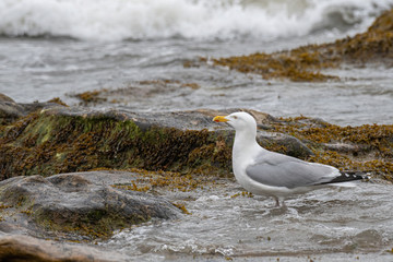 view of European herring gull (Larus argentatus).