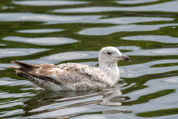 Side view of European herring gull (Larus argentatus).