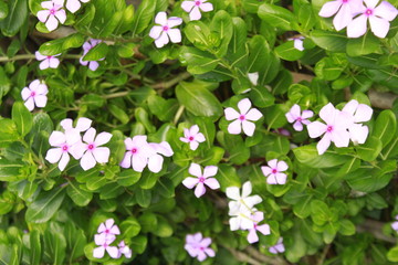 Madagascar rosy periwinkle (Catharanthus roseus) flower in garden. Other names Cape periwinkle, old-maid. It was formerly included in the genus Vinca as Vinca rosea.