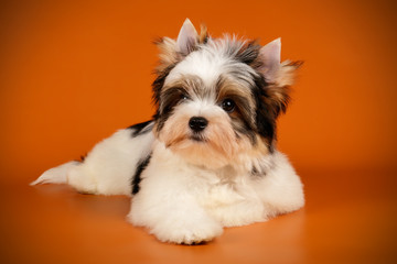 Biewer Yorkshire Terrier on colored backgrounds