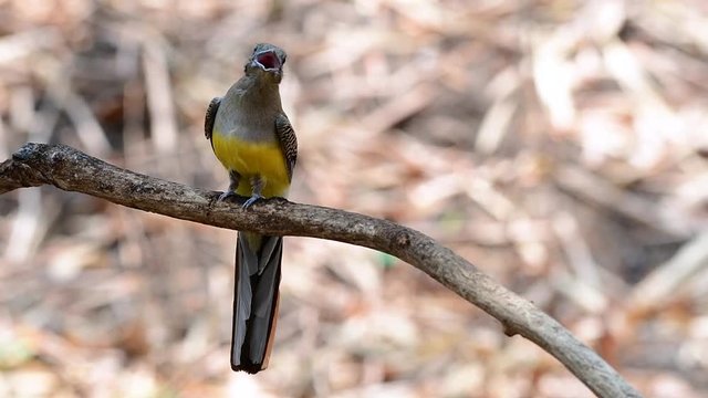 The Orange-breasted Trogon is a confiding medium size bird found in Thailand; round, big colourful eyes with blue ring around, saturated orange feathers, and quite an interesting bird to photograph.