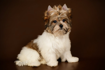 Biewer Yorkshire Terrier on colored backgrounds