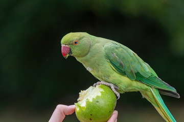 Close up view of the green rose-ringed (Psittacula krameri) parakeet