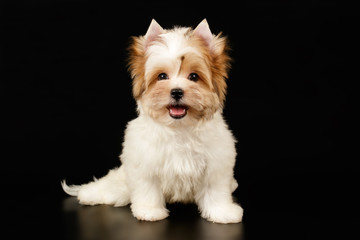 Biewer Yorkshire Terrier on colored backgrounds