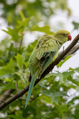 Close up view of the green rose-ringed (Psittacula krameri) parakeet
