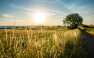 walnussbaum und wiese im späten sonnenlicht