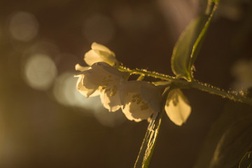 white flowers