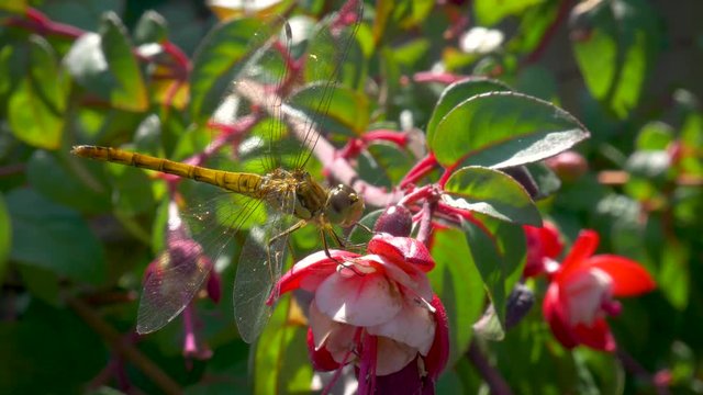 Closeup shot of a dragonfly sitting on a red flower on a sunny day.