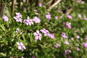 Fototapeta premium Catharanthus roseus flower, commonly known as the Madagascar rose periwinkle, it is an ornamental and medicinal plant, a source of the drugs vincristine and vinblastine, used to treat cancer.