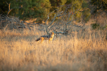 Black backed Jackal pair in the open