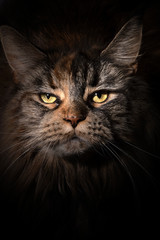 Edle Maine Coon Katze Gesicht Nahaufnahme