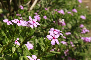 Fototapeta premium Catharanthus roseus flower, commonly known as the Madagascar periwinkle, rose periwinkle, or rosy periwinkle.