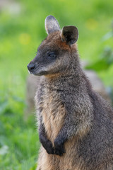 Naklejka na ściany i meble Close up of a Swamp Wallaby (Wallabia bicolor) a kangaroo from Australia