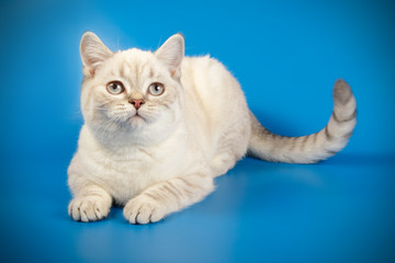 Scottish straight shorthair cat on colored backgrounds
