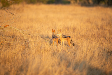 Black backed Jackal pair in the open