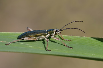 Schilfkäfer, Donacia, auf einem Schilfhalm am Seeufer