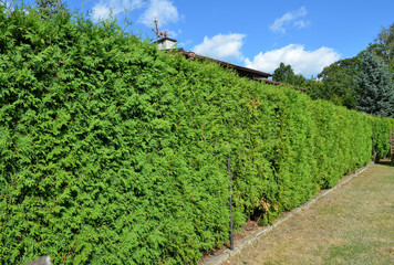 Fototapeta na wymiar Long green hedge with a blue sky background.