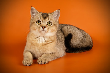 Scottish straight shorthair cat on colored backgrounds