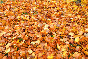 Magic colorful autumn