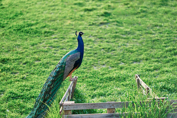 Fototapeta premium Beautiful male peacock on green grass.