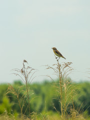 field bird on a branch 